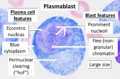 Plasmablast, Wright stain