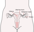 Diagram of uterine horns (English)