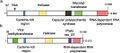 Endornaviridae replication cycle