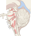 Brain stem sagittal