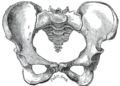 Gray's Anatomy Plate 242
