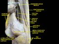 Histological slide of muscle tissue