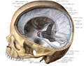 Illustration from Sobo 1909 showing the dura mater