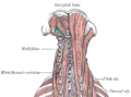Suboccipital nerve