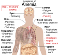 Symptoms of anemia