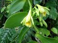 Vanilla planifolia plant
