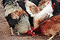 Chickens feeding