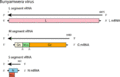Genome of Bunyamwera virus