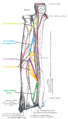 5 ligaments of interosseous membrane of forearm