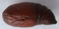 Luna moth male pupa