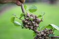 Anredera cordifolia tuber