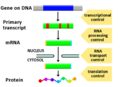 Gene expression control