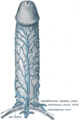 Obturator_veins