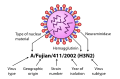 Influenza A virus subtype H3N2