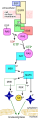 Paracrine_signaling