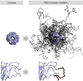 PegUricase enzyme illustration
