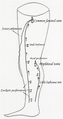 Diagram showing the accessory saphenous vein