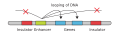 Gene enhancer