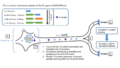 Genetic risk of schizophrenia summary figure