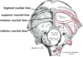 Nuchal lines