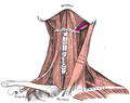 Stylohyoid muscle