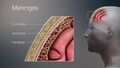 3D Medical Illustration of Meninges Details