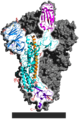 SARS-CoV-2