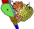 Anatomy of the cerebellum