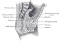 Gubernaculum