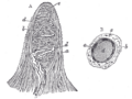 Diagram of tactile corpuscle from Gray's Anatomy