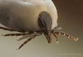 Ixodes ricinus magnified 5x