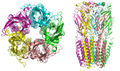 Acetylcholine receptor