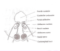Cross-section of the pons at the level of the facial colliculus.