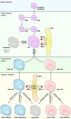 Thymic Selection