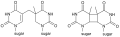 Thymine photodimer