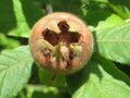 Crataegus germanica
