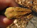 Anolis carolinensis parietal eye