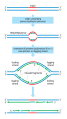 Asymmetry in the synthesis of leading and lagging strands