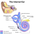 Diagram of the internal ear anatomy