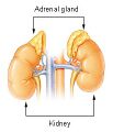 Illustration of the adrenal gland
