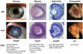 Evolutionary developmental biology