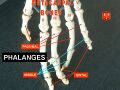 Phalanx_bone