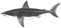 White shark (Duane Raver)
