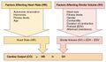 Factors in Cardiac Output