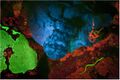 Fluorescence