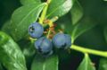 Blueberries