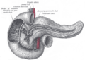 Anatomical illustration of the duodenum and pancreas