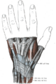 Anatomical illustration showing the extensor indicis muscle.