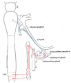Lingual nerve and its branches