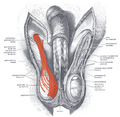 Musculus cremaster diagram